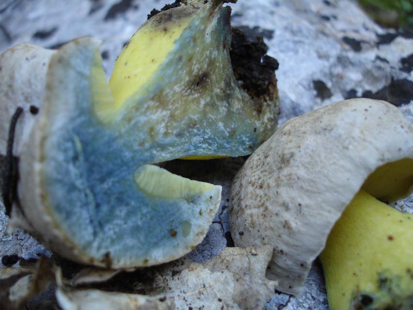 Boletus radicans